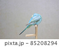 セキセイインコの後ろ姿 85208294