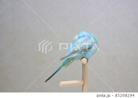 セキセイインコの後ろ姿 85208294