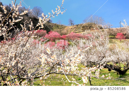 ろうかく梅園 85208586