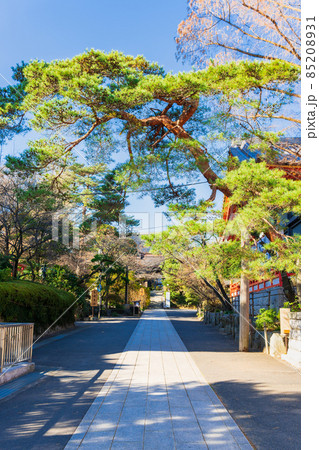 東京　高幡不動尊金剛寺　参道 85208931
