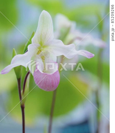 蘭　パフィオペディム　デレナティー　＊縦長長方形構図 85209266