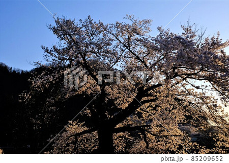 夕陽に照らされる染井吉野 【相模原市津久井 3月】 夕陽に照らされる染井吉野 【相模原市津久井 3月】 85209652