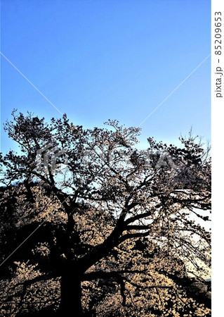 夕陽に照らされる染井吉野 【相模原市津久井 3月】 夕陽に照らされる染井吉野 【相模原市津久井 3月】 85209653