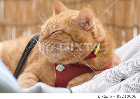干したマットレスの上に乗る猫 干したマットレスの上に乗る猫 85210006