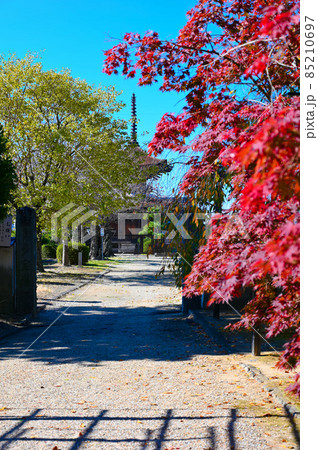 大樹寺　多宝塔　秋の境内　岡崎市 85210697