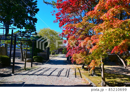 大樹寺　多宝塔　秋の境内　岡崎市 85210699