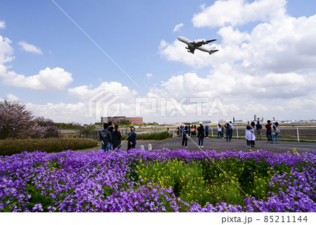 スミレ、菜の花が咲く 成田さくらの山公園から 成田空港から飛び立つ白いジャンボ貨物機を眺める人々、撮 スミレ、菜の花が咲く 成田さくらの山公園から 成田空港から飛び立つ白いジャンボ貨物機を眺める人々、撮 85211144