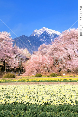 水仙と桜咲く実相寺と南アルプス 85211401