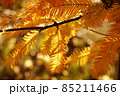 秋、橙赤色の公園木が見事に輝くメタセコイアの細い葉...3 85211466