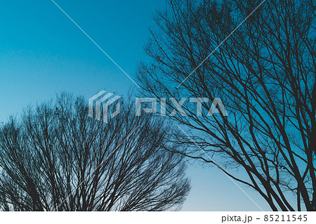 ケヤキの枯れ枝 日没前の冬空　b-2 低彩度 85211545