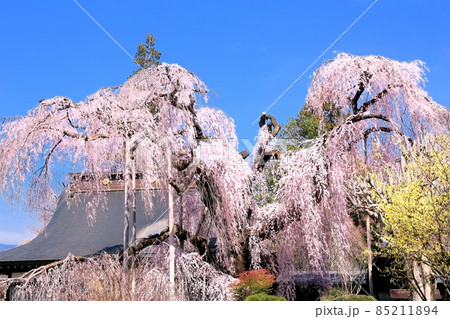 慈雲寺の糸桜 85211894