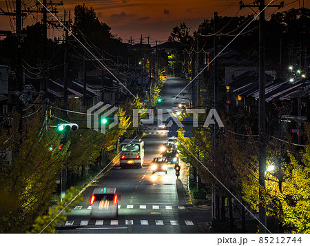 富田林市梅の里 夜の銀杏並木 85212744