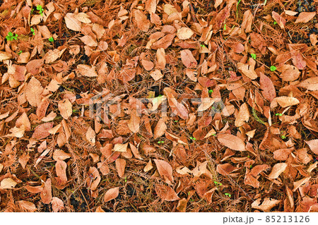 落ち葉のじゅうたん 85213126