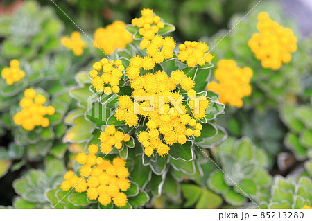磯菊（イソギク）の花　 85213280