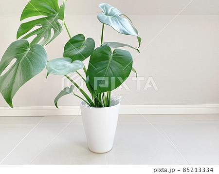 鉢植えモンステラ 写真素材 鉢植えモンステラ 写真素材 85213334