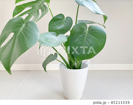 鉢植えモンステラ 写真素材 鉢植えモンステラ 写真素材 85213339