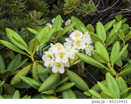 ハクサンシャクナゲ 85214431