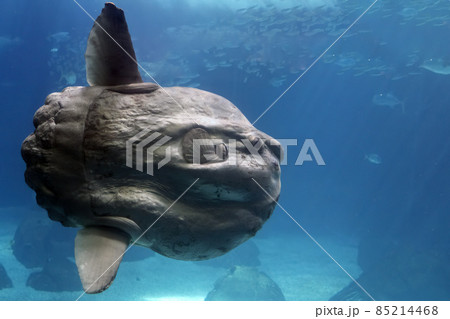 Sunfish underwater close up portrait 85214468