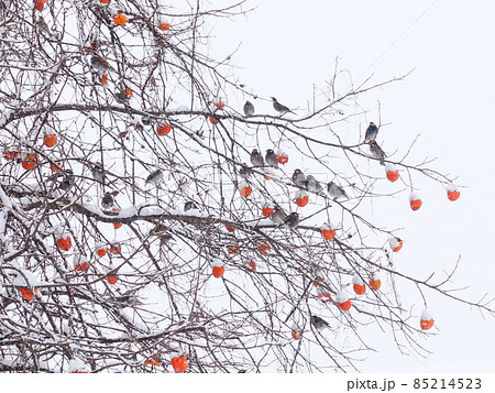 雪柿　柿　雪　冬　ムクドリ　冬鳥 85214523