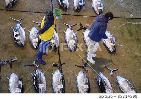 生マグロ水揚げ日本一の紀伊勝浦漁港の競り 85214599