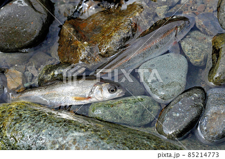 ハヤが釣れた ハヤが釣れた 85214773