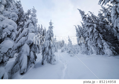 Beautiful winter landscape. Dense mountain forest with tall dark green spruce trees, path in white clean deep snow on bright frosty winter day. 85214958
