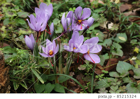 初冬に咲く、紫色のサフランの花 初冬に咲く、紫色のサフランの花 85215324