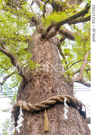 京都　新熊野神社　御神木の大樟 85215383