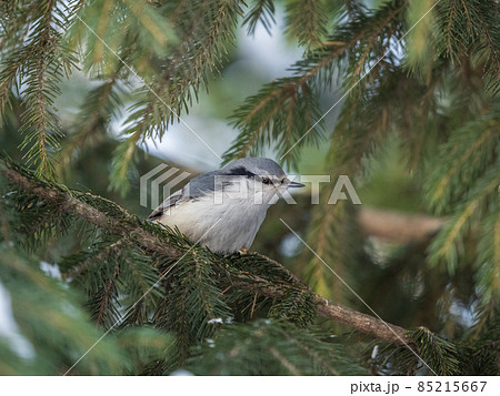 Eurasian nuthatch or wood nuthatch, lat. Sitta europaea, sitting on the fir branch in the forest 85215667