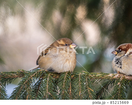 Sparrow sits on a fir branch in the sunset light. 85215669