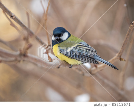 Cute bird Great tit, songbird sitting on a branch without leaves in the autumn or winter. 85215671