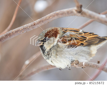 Sparrow sits on a branch without leaves. Sparrow sits on a branch without leaves. 85215672