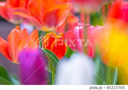 チューリップの背景素材 チューリップの背景素材 85215705