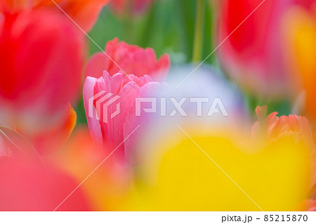チューリップの背景素材 85215870