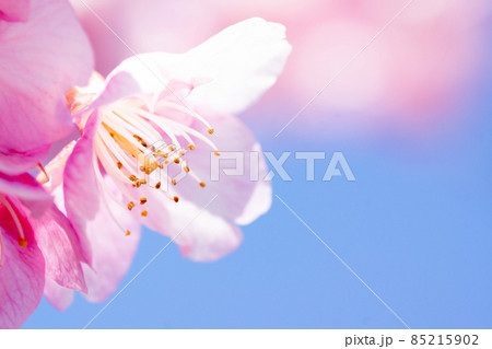 早春　青空を背景にした河津桜のクローズアップ　春イメージ 85215902