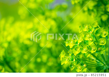 緑色の花ユーフォルビア・カラキアス 85215951
