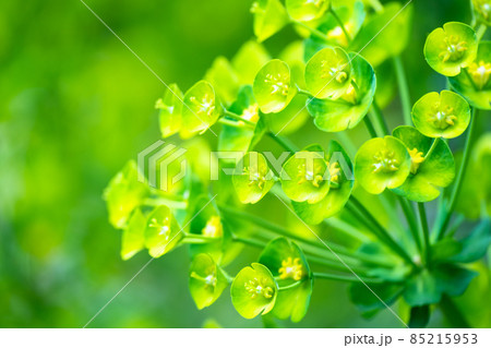 緑色の花ユーフォルビア・カラキアス 85215953
