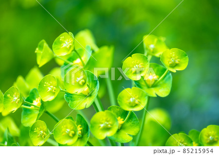 緑色の花ユーフォルビア・カラキアス 85215954