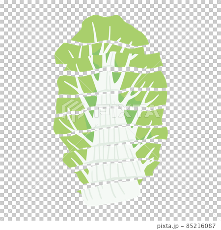 切った白菜　ざく切り 85216087