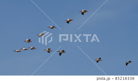 Big beautiful pelicans flying on blue sky Big beautiful pelicans flying on blue sky 85216336