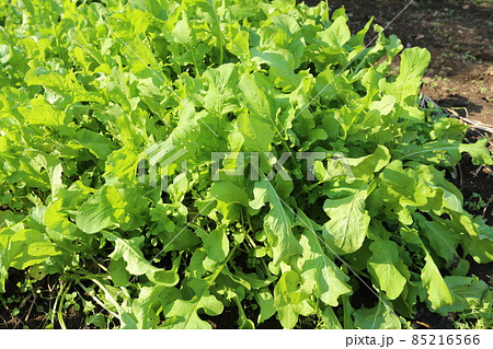 生でサラダでも、茹でてもおいしい、ハーブの葉野菜、ルッコラ 生でサラダでも、茹でてもおいしい、ハーブの葉野菜、ルッコラ 85216566