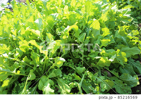 生でサラダでも、茹でてもおいしい、ハーブの葉野菜、ルッコラ 85216569