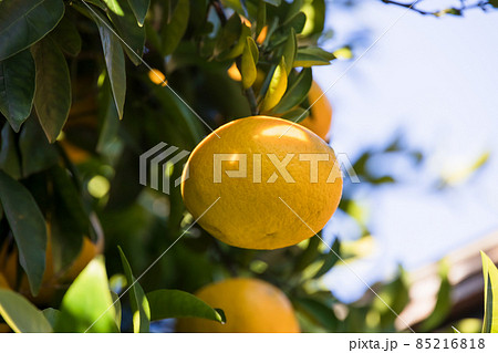 オレンジ色が綺麗な瑞々しいみかん 85216818