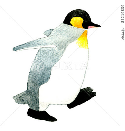 歩くキングペンギンの横向きのイラスト かわいい手描き水彩イラスト素材のイラスト素材
