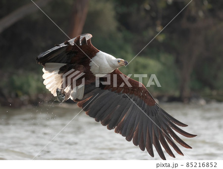 African Fish Eagle African Fish Eagle 85216852