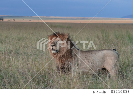 Male Lion Maasai Mara Kenya Male Lion Maasai Mara Kenya 85216853