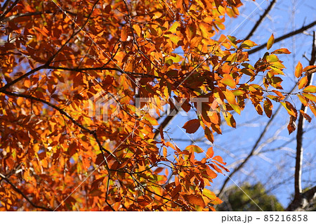 初冬、きれいに色づいてオレンジ色に紅葉したコナラ 初冬、きれいに色づいてオレンジ色に紅葉したコナラ 85216858