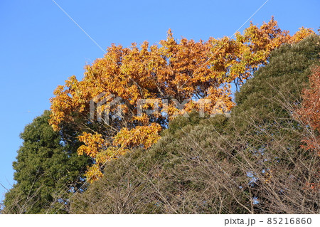 初冬、きれいに色づいてオレンジ色に紅葉したコナラ 初冬、きれいに色づいてオレンジ色に紅葉したコナラ 85216860