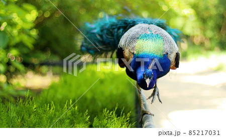 Beautiful indian peacock or peafowl bird with feathers out sits on a fence in a city park or a zoo in a nature reserve Beautiful indian peacock or peafowl bird with feathers out sits on a fence in a city park or a zoo in a nature reserve 85217031