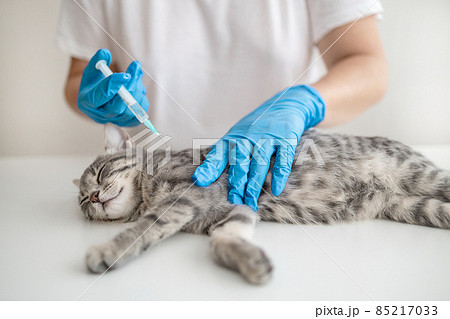 Veterinarian doctor or nurse in a medical rubber glove makes an injection with a medicine for the prevention of disease. Veterinary medicine concept. Veterinarian doctor or nurse in a medical rubber glove makes an injection with a medicine for the prevention of disease. Veterinary medicine concept. 85217033